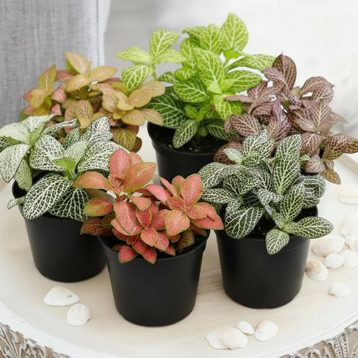 Nerve Plant Fittonia, or Mosaic Plant 5 - 10cm Spread - Greensouq - 