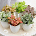Nerve Plant Fittonia, or Mosaic Plant 5 - 10cm Spread - Greensouq - 