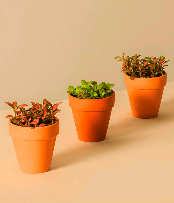 Nerve Plant Fittonia, or Mosaic Plant 5 - 10cm Spread - Greensouq - 