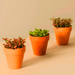 Nerve Plant Fittonia, or Mosaic Plant 5 - 10cm Spread - Greensouq - 