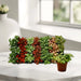 Nerve Plant Fittonia, or Mosaic Plant 5 - 10cm Spread - Greensouq - 