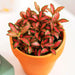 Nerve Plant Fittonia, or Mosaic Plant 5 - 10cm Spread - Greensouq - 