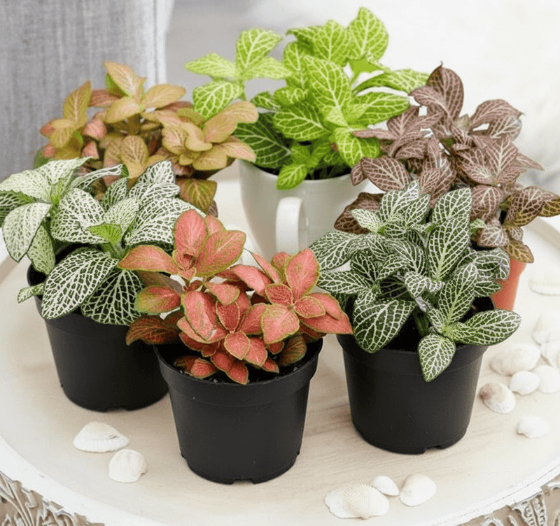 Nerve Plant Fittonia, or Mosaic Plant 5 - 10cm Spread - Greensouq - 