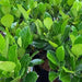 Artocarpus Heterophyllus "Jackfruit Plant" Green Souq