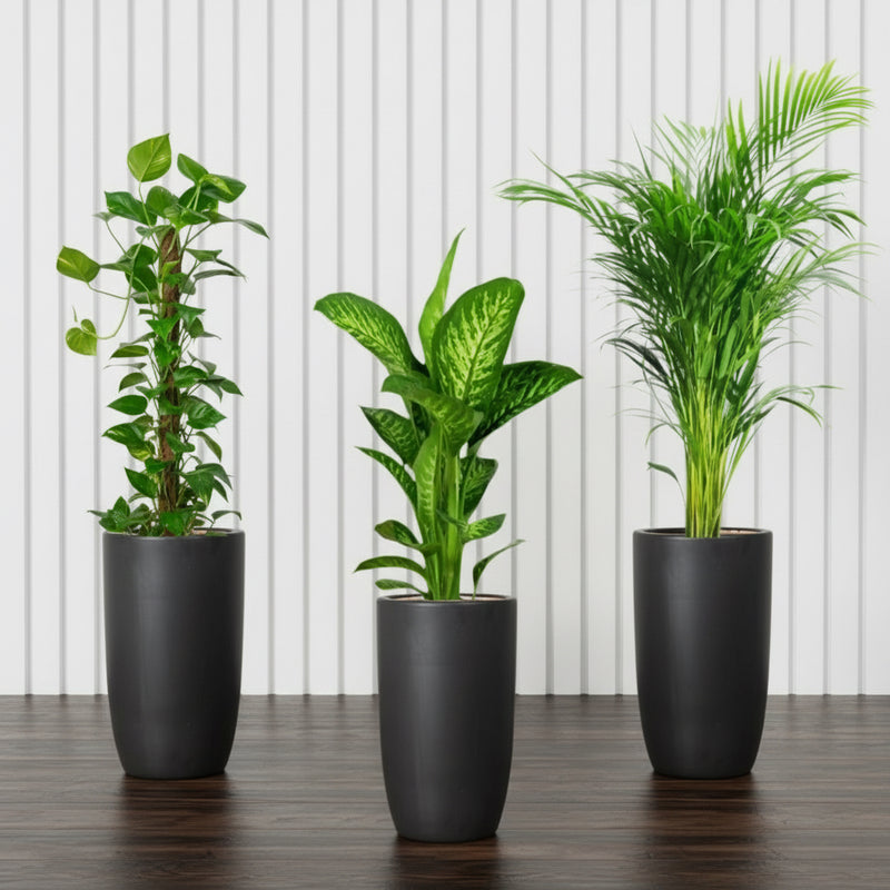 indoor plant pots dubai New Year Plants Bundle