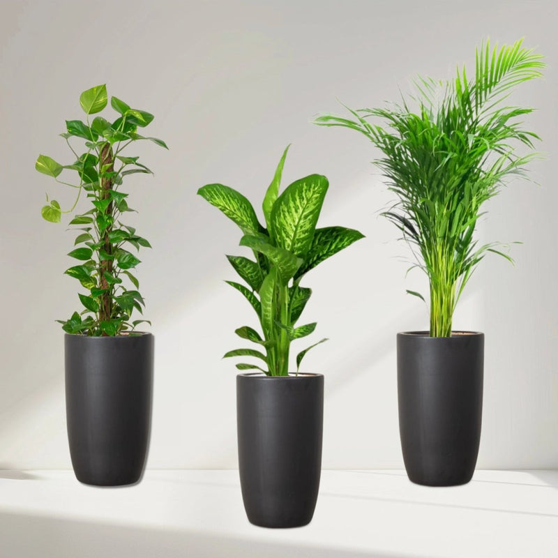 New Year Plants Bundle in Black Ceramic Pot - Greensouq - 