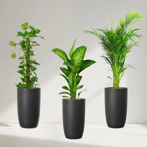 New Year Plants Bundle in Black Ceramic Pot - Greensouq - 