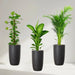 New Year Plants Bundle in Black Ceramic Pot - Greensouq - 