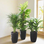 New Year Plants Bundle in Black Ceramic Pot - Greensouq - 