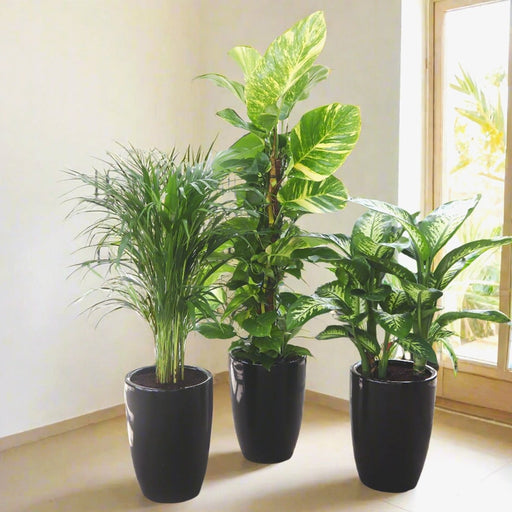 New Year Plants Bundle in Black Ceramic Pot - Greensouq - 