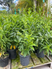 Night Queen or Raat Ki Rani"Cestrum Nocturnum or Night - blooming jasmine" - Greensouq - 
