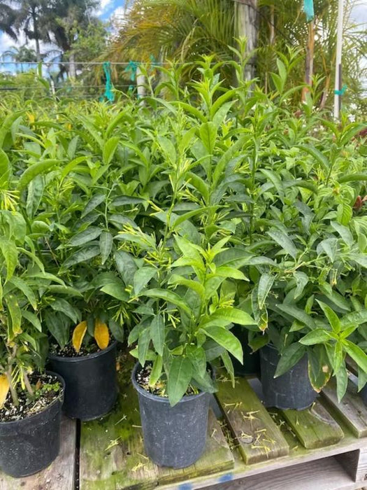 Night Queen or Raat Ki Rani"Cestrum Nocturnum or Night - blooming jasmine" - Greensouq - 