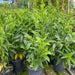 Night Queen or Raat Ki Rani"Cestrum Nocturnum or Night - blooming jasmine" - Greensouq - 