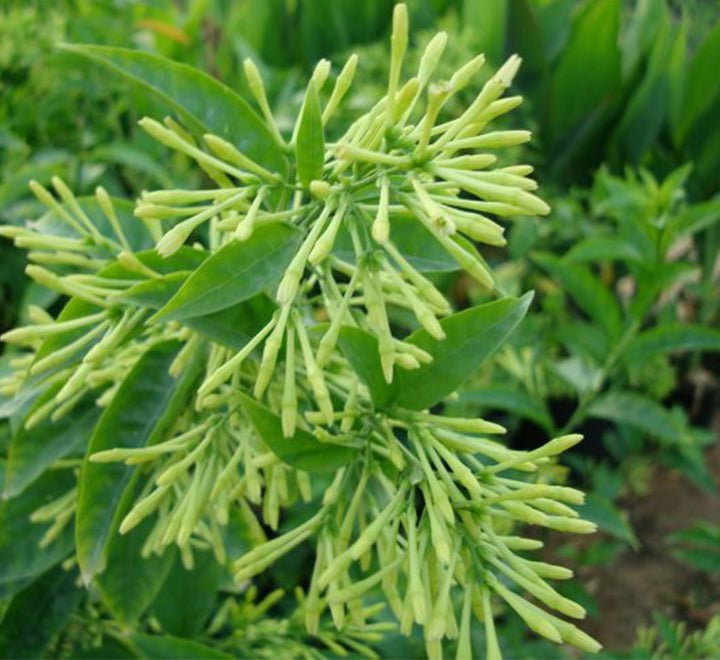 Night Queen or Raat Ki Rani"Cestrum Nocturnum or Night - blooming jasmine" - Greensouq - 