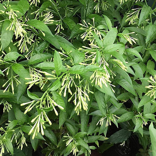 Night Queen or Raat Ki Rani"Cestrum Nocturnum or Night - blooming jasmine" - Greensouq - 