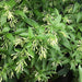 Night Queen or Raat Ki Rani"Cestrum Nocturnum or Night - blooming jasmine" - Greensouq - 