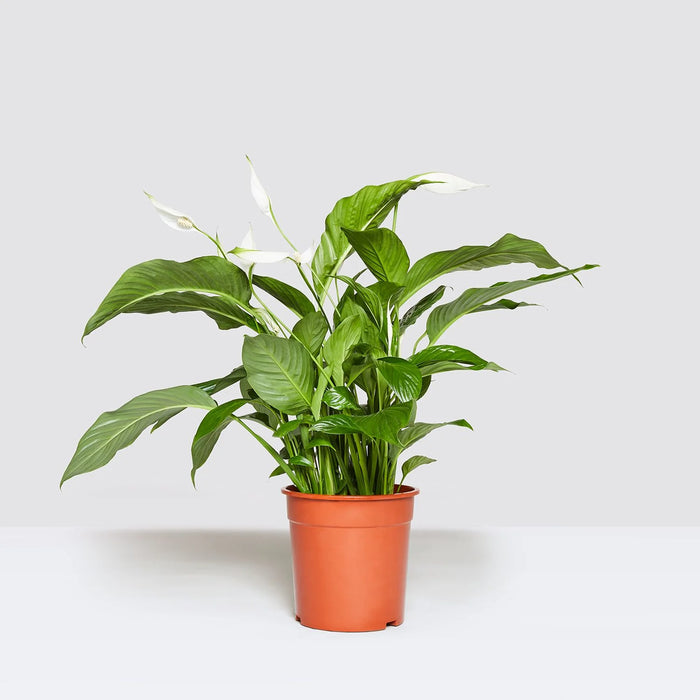Peace Lily