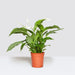 Peace Lily