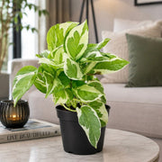 N'Joy Pothos 15-20cm - Greensouq -