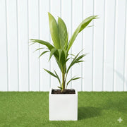 نخلة جوز الهند Tropical Palm Trees for Luxury Villas & Apartments in Grp pot - Greensouq - 