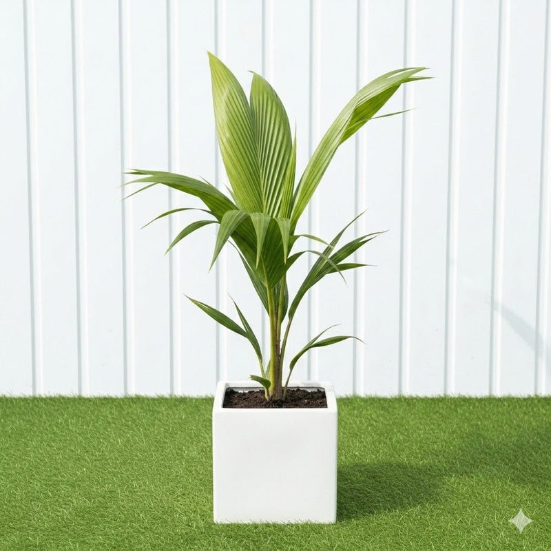 نخلة جوز الهند Tropical Palm Trees for Luxury Villas & Apartments in Grp pot - Greensouq - 