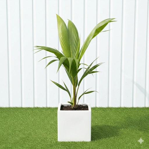 نخلة جوز الهند Tropical Palm Trees for Luxury Villas & Apartments in Grp pot - Greensouq - 