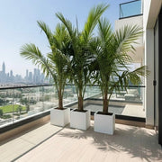 نخلة جوز الهند Tropical Palm Trees for Luxury Villas & Apartments in Grp pot - Greensouq - 