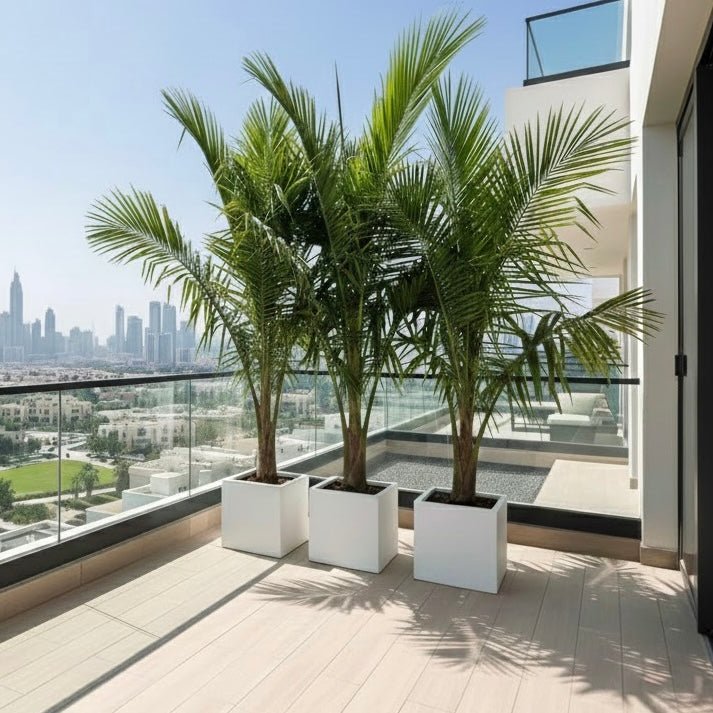نخلة جوز الهند Tropical Palm Trees for Luxury Villas & Apartments in Grp pot - Greensouq - 