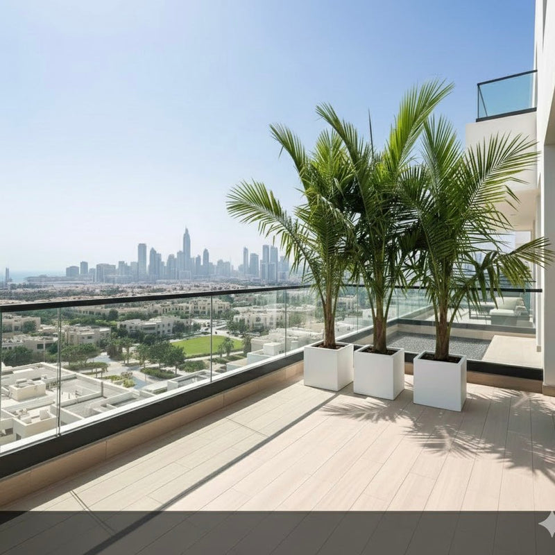 نخلة جوز الهند Tropical Palm Trees for Luxury Villas & Apartments in Grp pot - Greensouq - 