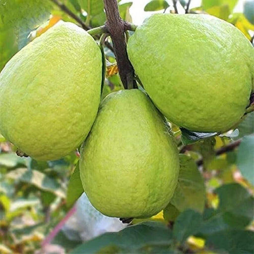 Chinese Guava (Psidium cattleianum)