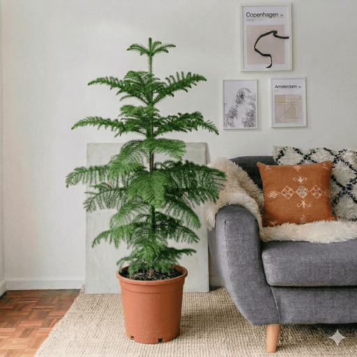 Norfolk Island Pine - Indoor Pine Tree - Greensouq - 