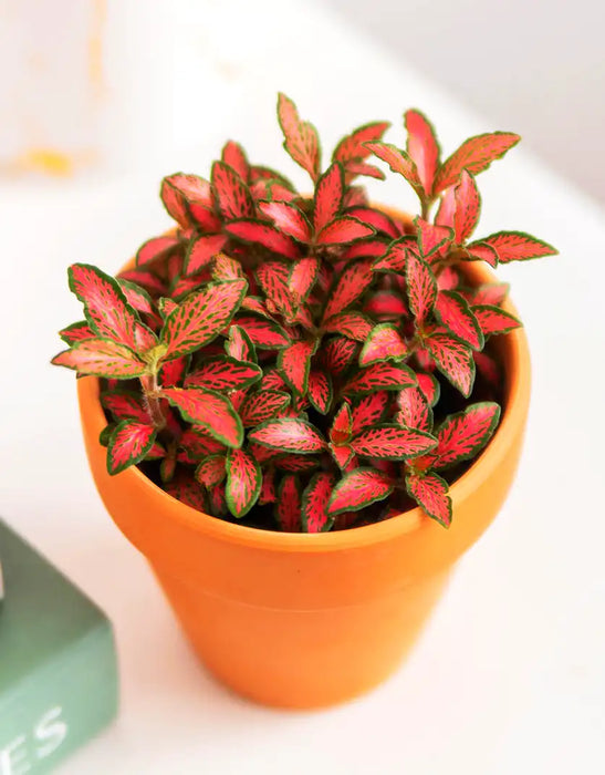 Nerve Plant Fittonia, or Mosaic Plant 5-10cm Spread