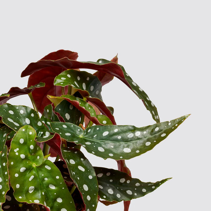 begonia