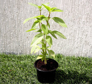 Ocimum Basilicum or Rehan Herb - Greensouq - 