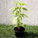 Ocimum Basilicum or Rehan Herb - Greensouq - 