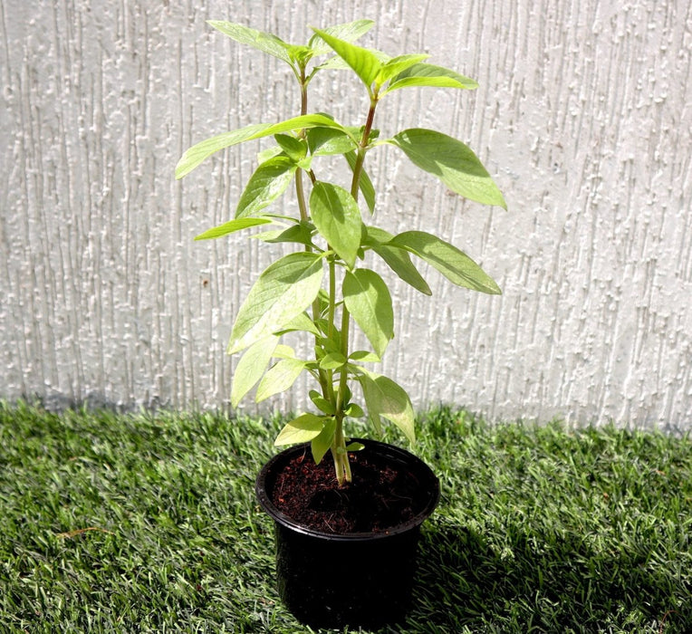 Ocimum Basilicum or Rehan Herb - Greensouq - 