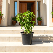 Ocimum Basilicum or Rehan Herb - Greensouq - 