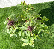 Ocimum Basilicum or Rehan Herb - Greensouq - 