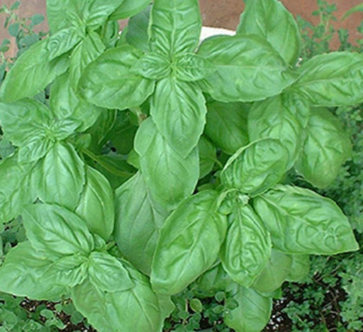 Ocimum Basilicum, Sweet Basil "Sweet Genovese" Organic - Greensouq - 