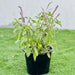 Ocimum Tenuiflorum/Tulsi plant/Holy Basil - Greensouq - 