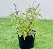 Ocimum Tenuiflorum/Tulsi plant/Holy Basil - Greensouq - 
