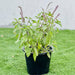 Ocimum Tenuiflorum/Tulsi plant/Holy Basil - Greensouq - 