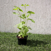 Ocimum Tenuiflorum/Tulsi plant/Holy Basil - Greensouq - 
