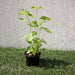Ocimum Tenuiflorum/Tulsi plant/Holy Basil - Greensouq - 