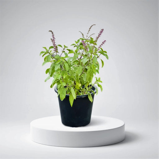 tulsi plant indoor or outdoor Ocimum Tenuiflorum - Tulsi Plant