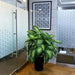 Office Dieffenbachia seguine Or Tropic Snow in Black Ceramic Pot XL - Greensouq - 