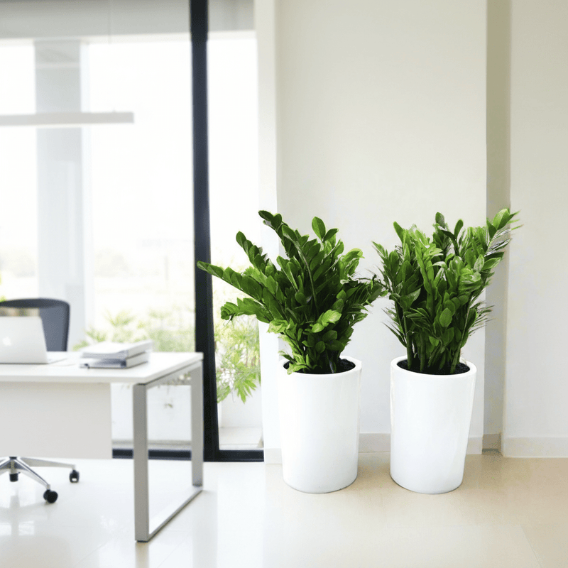 Office Plant Zz in Ceramic Pot Bundle (2xZZ Plants 0.6 - 0.8m) - Greensouq - 