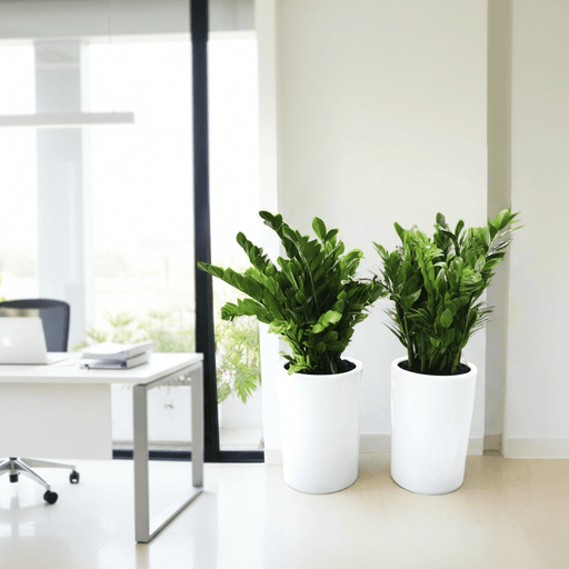 Office Plant Zz in Ceramic Pot Bundle (2xZZ Plants 0.6 - 0.8m) - Greensouq - 
