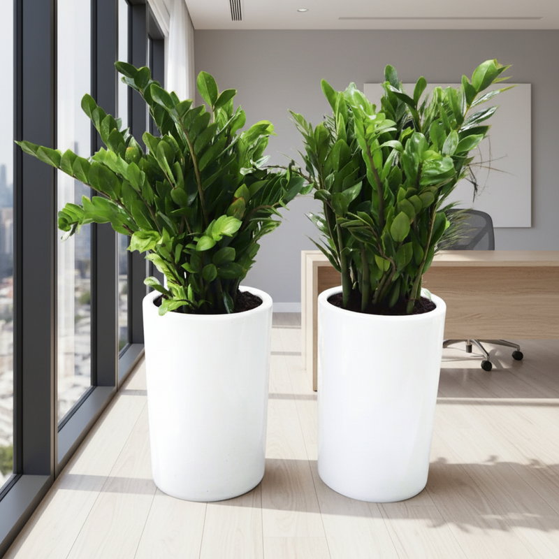 Office ZZ Plant Bundle in Ceramic Pot (2xZZ Plants 0.6-0.8m) | Dubai Corporates Choice!