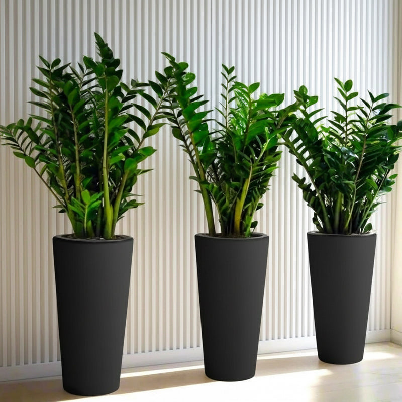 zz plant office Office Plant Zz in Ceramic Pot long Bundle (3pcs) 60-80cm — Greensouq